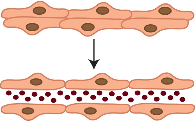 Cellular and molecular mechanisms underlying blood vessel lumen formation