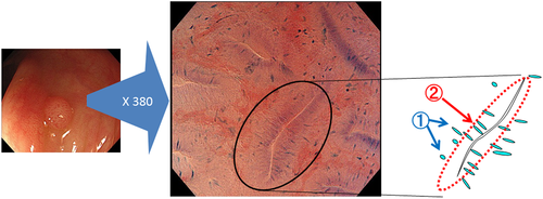 Details are in the caption following the image Details are in the caption following the image