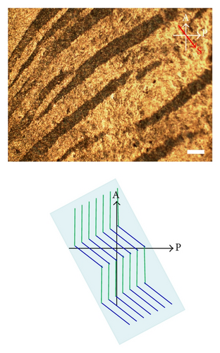 Details are in the caption following the image