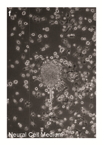 Details are in the caption following the image