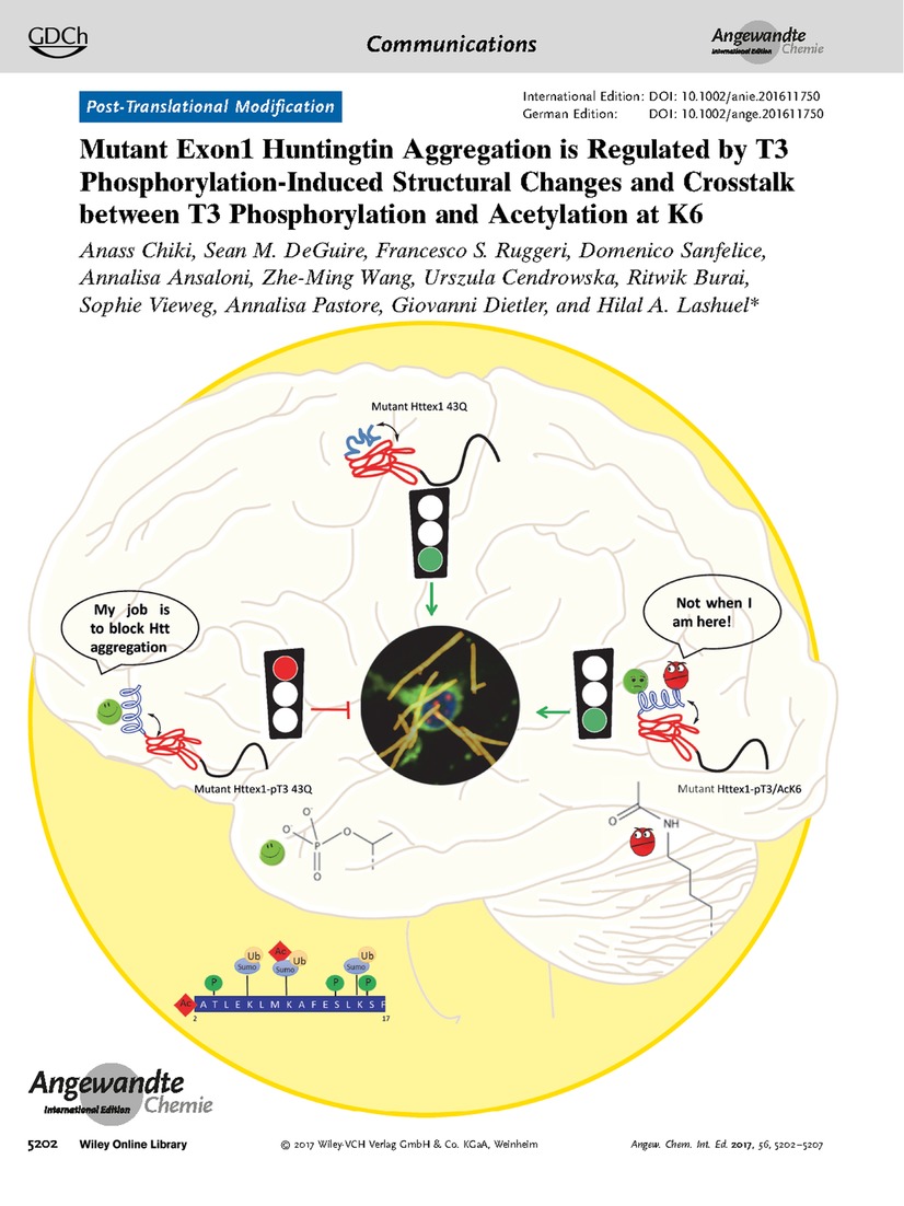 Frontispiece: Mutant Exon1 Huntingtin Aggregation is Regulated by T3 Phosphorylation-Induced Structural Changes and Crosstalk between T3 Phosphorylation and Acetylation at K6 Volume 56 Issue 19, 2017