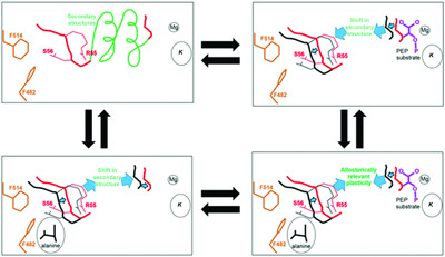 Exploring the limits of the usefulness of mutagenesis in studies of allosteric mechanisms