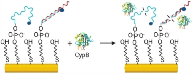 Human Cyclophilin B Nuclease Activity Revealed via Nucleic Acid-Based Electrochemical Sensors