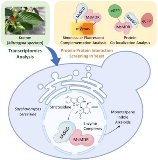 Discovering Dynamic Plant Enzyme Complexes in Yeast for Kratom Alkaloid Pathway Identification**