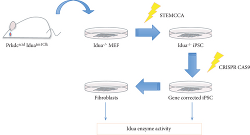 Details are in the caption following the image Details are in the caption following the image