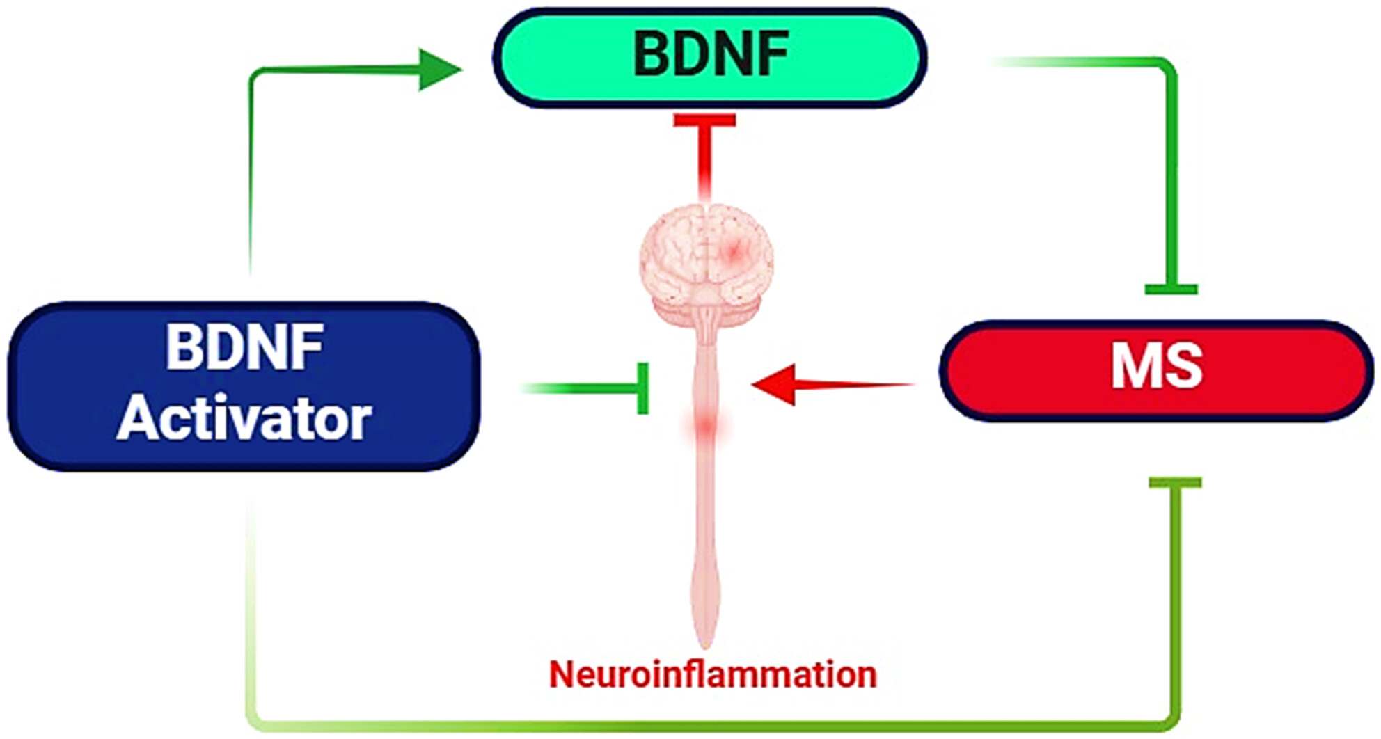 The Compelling Role of Brain-Derived Neurotrophic Factor Signaling in Multiple Sclerosis: Role of BDNF Activators
