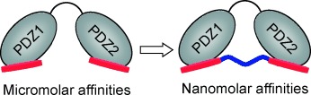 Design and Synthesis of Highly Potent and Plasma-Stable Dimeric Inhibitors of the PSD-95–NMDA Receptor Interaction
