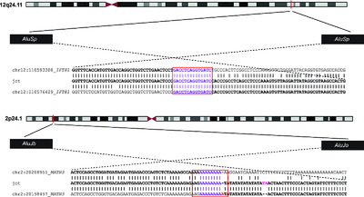 Alu-Alu mediated intragenic duplications in IFT81 and MATN3 are associated with skeletal dysplasias