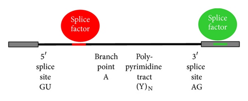Details are in the caption following the image