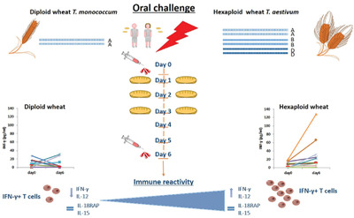 In Celiac Disease Patients the In Vivo Challenge with the Diploid Triticum monococcum Elicits a Reduced Immune Response Compared to Hexaploid Wheat