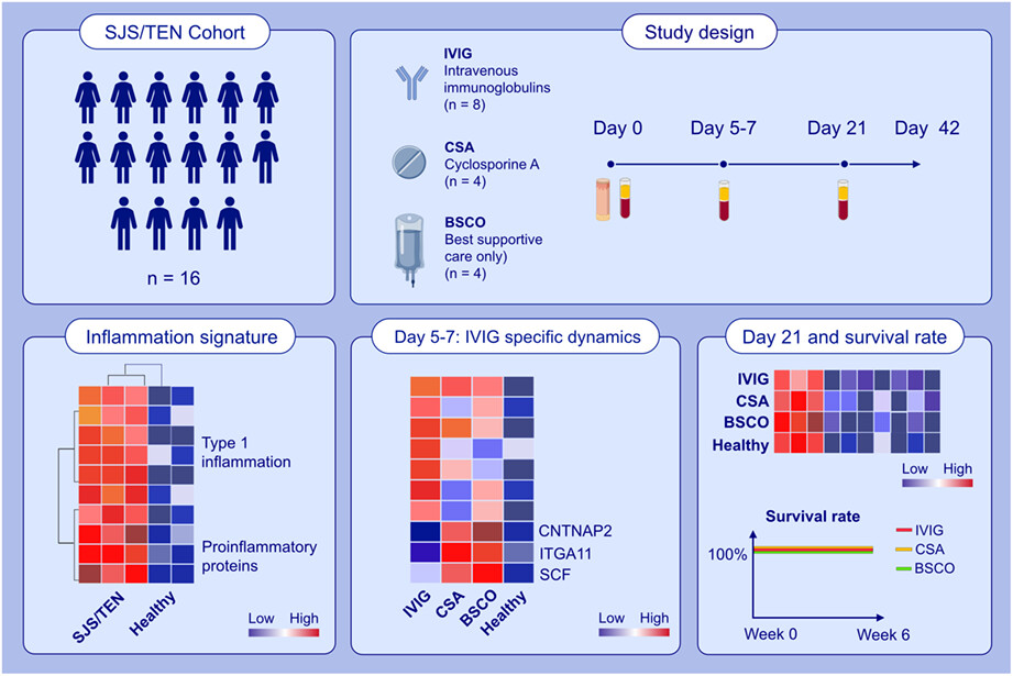 Intravenous immunoglobulins, cyclosporine, and best supportive care in epidermal necrolysis: Diverse effects on systemic inflammation