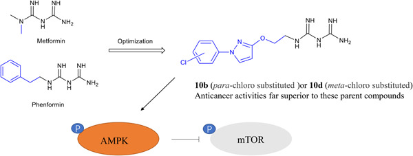 Anticancer properties of novel pyrazole-containing biguanide derivatives with activating the adenosine monophosphate-activated protein kinase signaling pathway