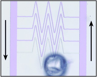 Minimal Functional Model of Hemostasis in a Biomimetic Microfluidic System
