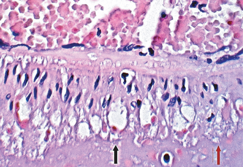 Details are in the caption following the image