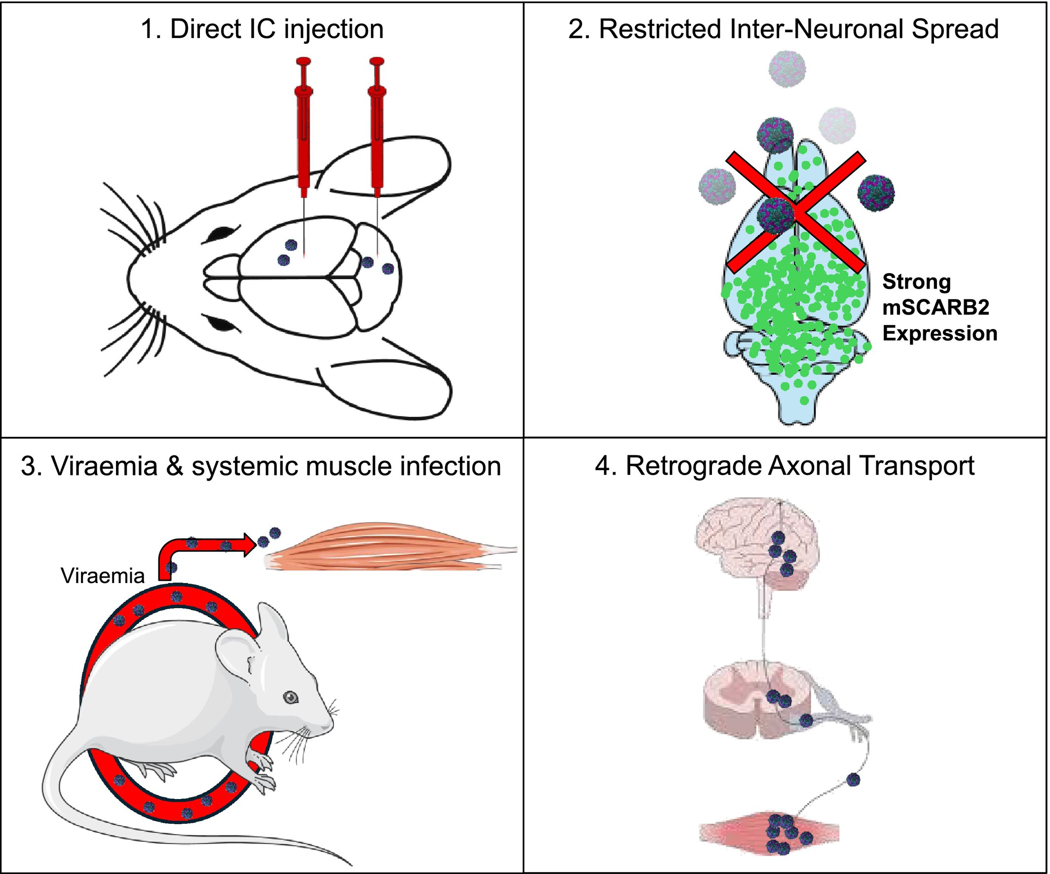 An Intracerebrally-Infected Mouse Model of Enterovirus A71 Demonstrates Restricted Inter-Neuronal Spread Within the Brain Parenchyma Despite Strong SCARB2 Expression