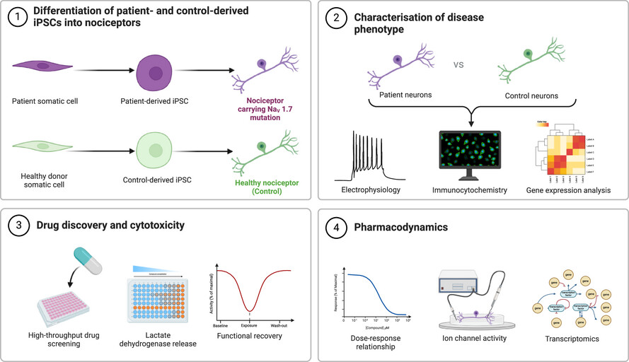 Screening of candidate analgesics using a patient-derived human iPSC model of nociception identifies putative compounds for therapeutic treatment