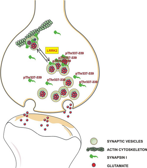 Leucine-rich repeat kinase 2 phosphorylation on synapsin I regulates glutamate release at pre-synaptic sites