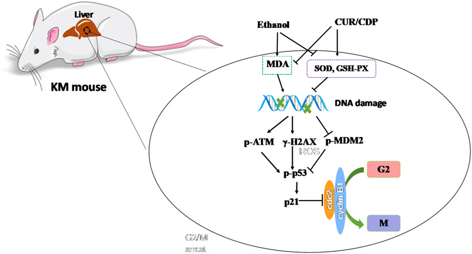 Curcumin/cyclodextrin polymer inclusion complex attenuates ethanol-induced liver injury by inhibition of DNA damage in mice