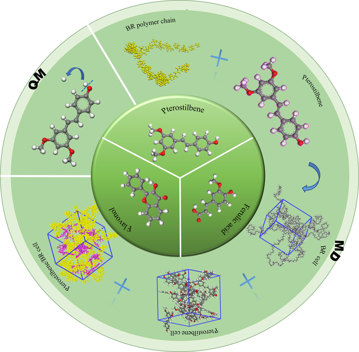 Investigation of anti-ozone effects of phenolic natural antiozonants in cis-1,4-polybutadiene rubber composites via molecular simulation and experimental validation