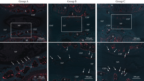 Details are in the caption following the image Details are in the caption following the image
