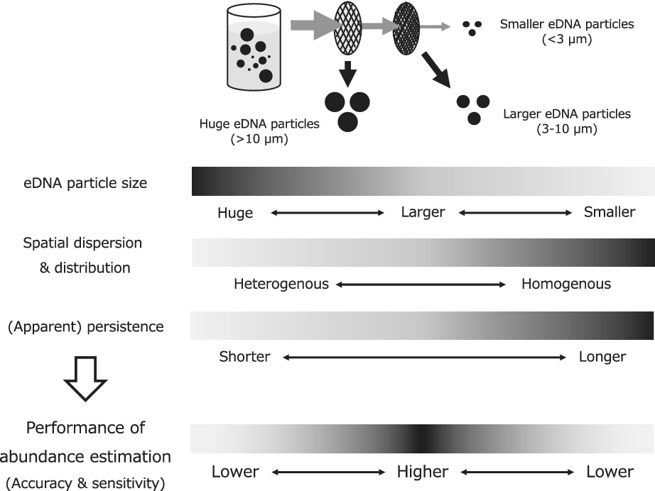 Fine-tuning the performance of abundance estimation based on environmental DNA (eDNA) focusing on eDNA particle size and marker length