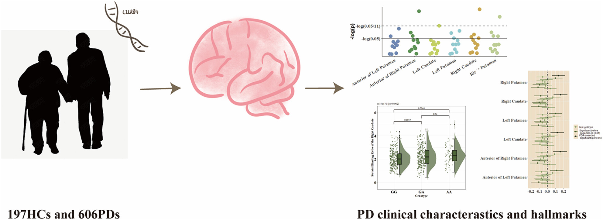 Uncovering the Associations of LILRB4 Genotypes With Parkinson's Disease: From Clinical Traits to Potential Pathologies