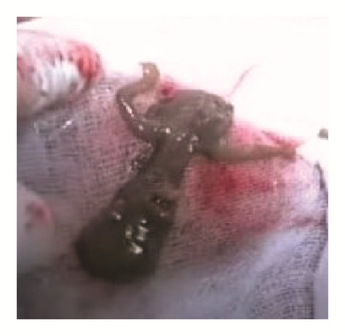 Details are in the caption following the image Details are in the caption following the image