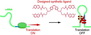 A Synthetic Riboswitch that Operates using a Rationally Designed Ligand–RNA Pair