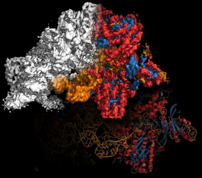 Haruspex: A Neural Network for the Automatic Identification of Oligonucleotides and Protein Secondary Structure in Cryo-Electron Microscopy Maps
