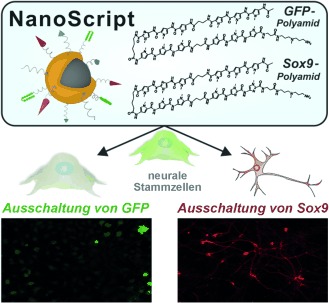Induction of Stem-Cell-Derived Functional Neurons by NanoScript-Based Gene Repression