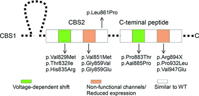 The analysis of myotonia congenita mutations discloses functional clusters of amino acids within the CBS2 domain and the C-terminal peptide of the ClC-1 channel