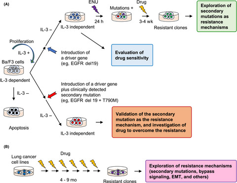 Utility of the Ba/F3 cell system for exploring on-target mechanisms of resistance to targeted therapies for lung cancer
