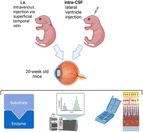 Details are in the caption following the image Details are in the caption following the image
