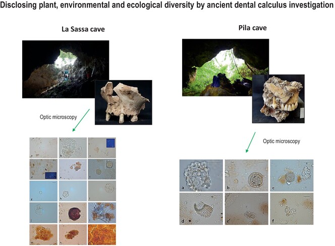 Microparticles from dental calculus disclose paleoenvironmental and palaeoecological records