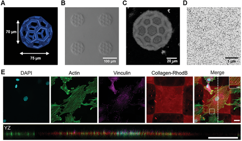 Details are in the caption following the image Details are in the caption following the image