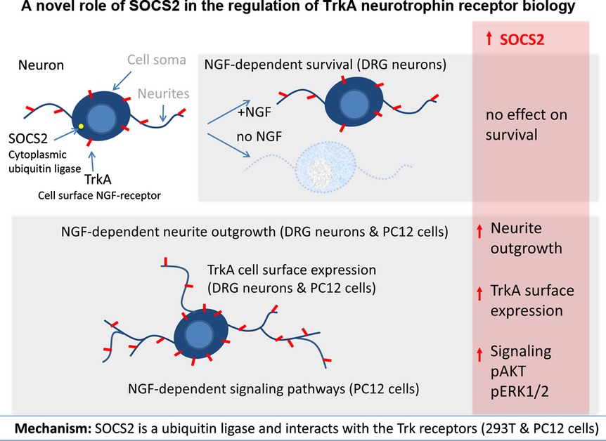 A novel role of suppressor of cytokine signaling-2 in the regulation of TrkA neurotrophin receptor biology