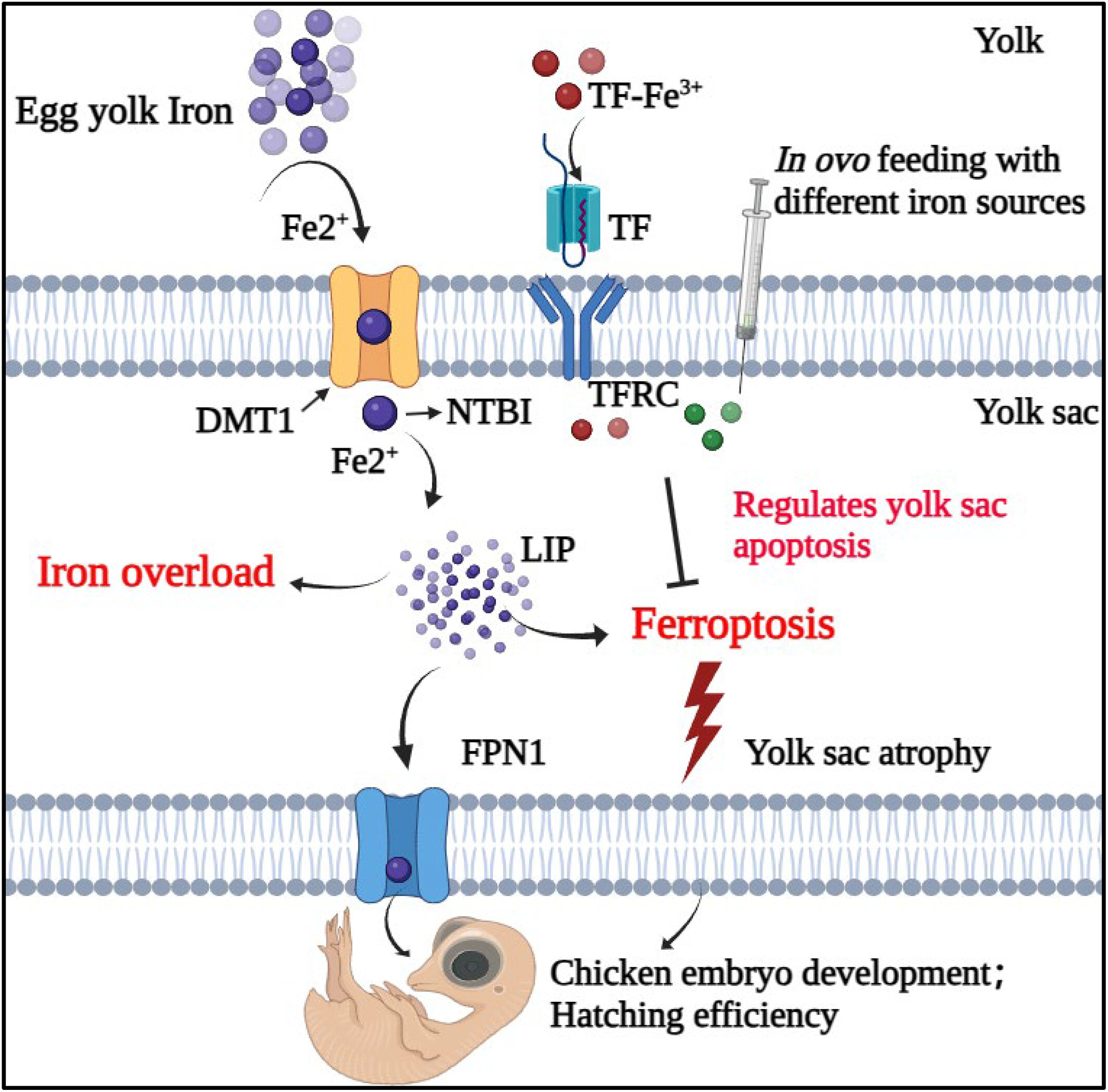 Free iron accumulation and oxidative stress burden induce ferroptotic atrophy of chicken yolk sac during the late embryogenesis