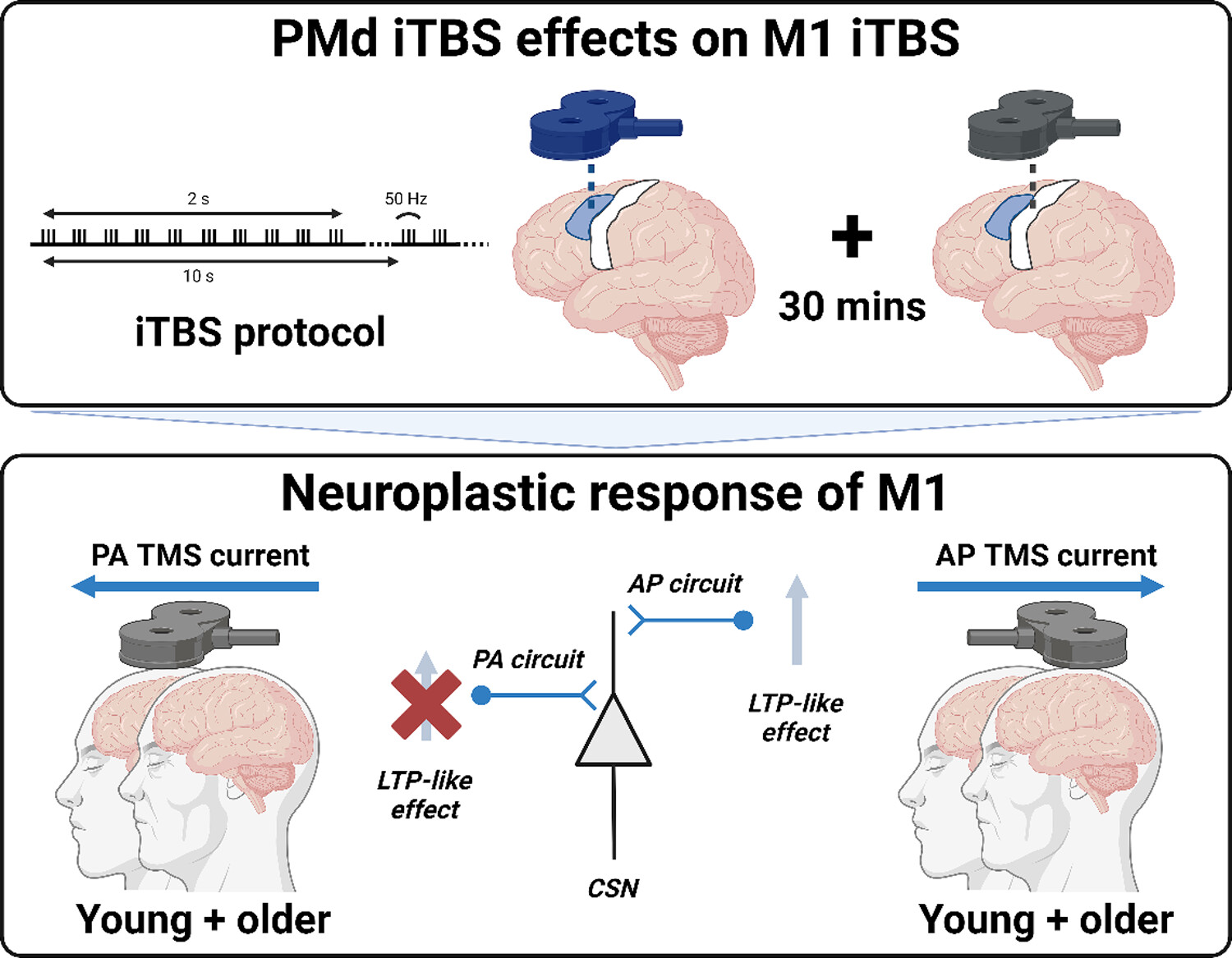 The effects of intermittent theta burst stimulation over dorsal premotor cortex on primary motor cortex plasticity in young and older adults