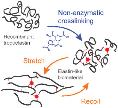 Fabrication of Insoluble Elastin by Enzyme-Free Cross-Linking