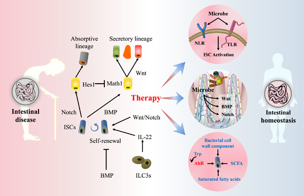 Gut microbiota-stem cell niche crosstalk: A new territory for maintaining intestinal homeostasis