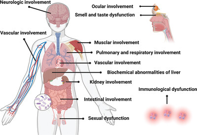Long COVID: The latest manifestations, mechanisms, and potential therapeutic interventions