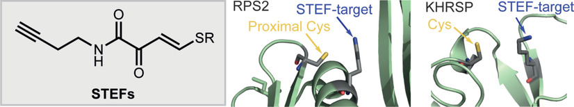 STEFs: Activated Vinylogous Protein-Reactive Electrophiles