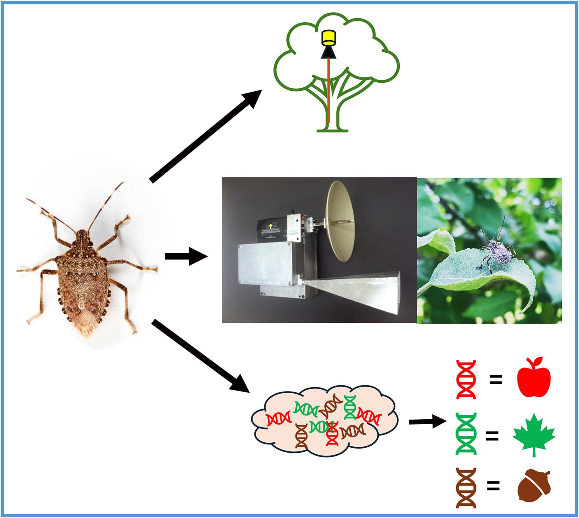 Characterizing brown marmorated stink bug, Halyomorpha halys Stål, host plant usage and acceptability: Methodological strengths and shortcomings