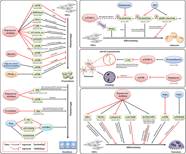 Mammalian target of rapamycin as a therapeutic target in osteoporosis