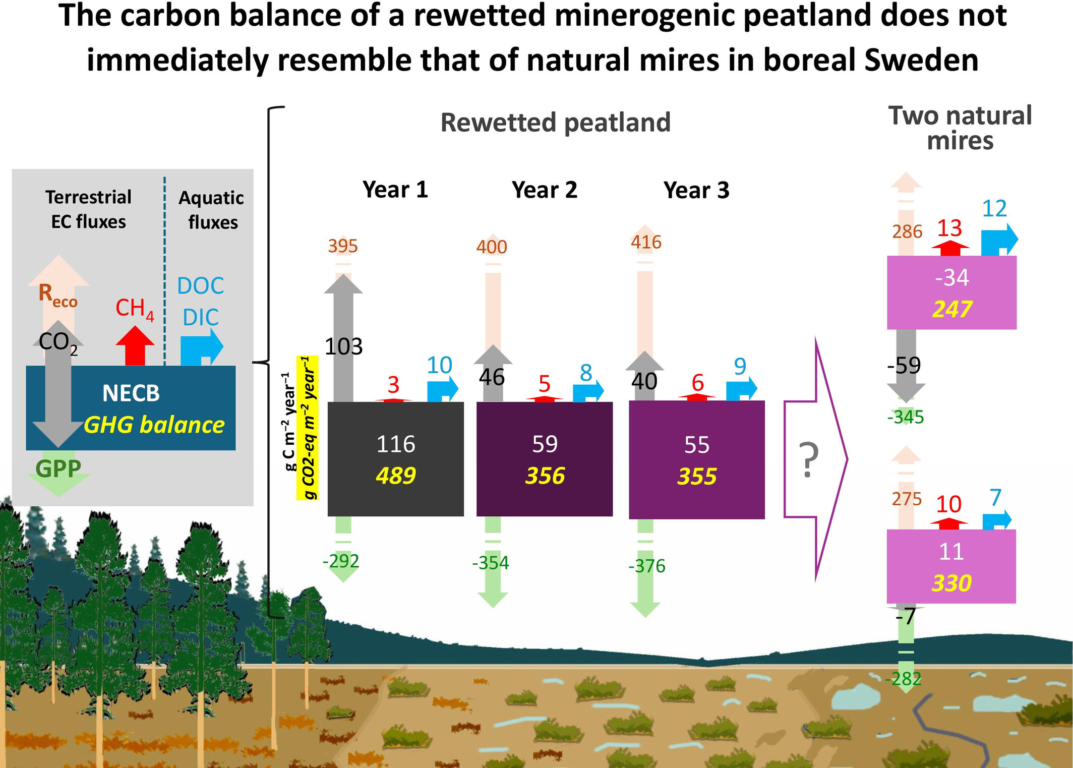 The Carbon Balance of a Rewetted Minerogenic Peatland Does Not Immediately Resemble That of Natural Mires in Boreal Sweden