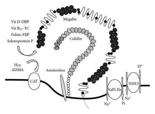 Details are in the caption following the image