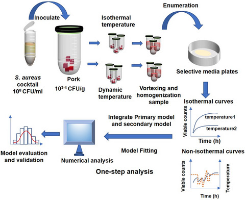 Analysis and mathematical modeling of the survival kinetics of Staphylococcus aureus in raw pork under dynamic and static temperature conditions