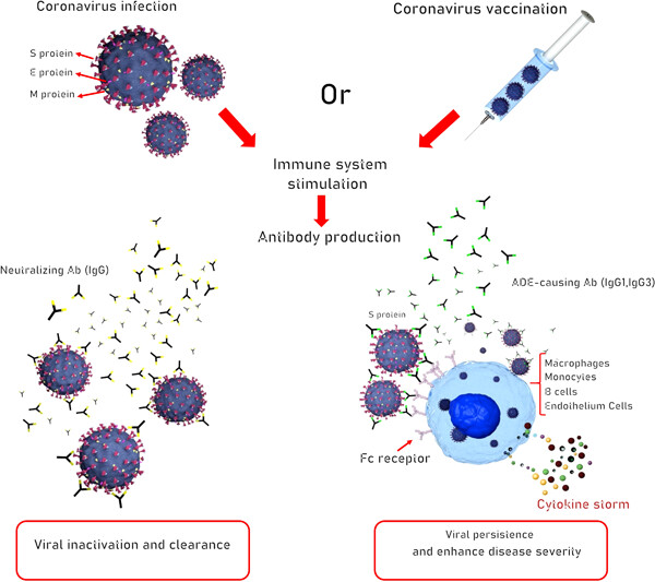 Vaccine development and therapeutic design for 2019-nCoV/SARS-CoV-2: Challenges and chances