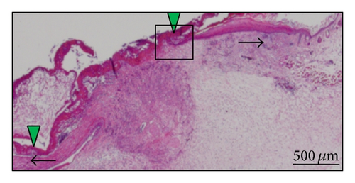 Details are in the caption following the image