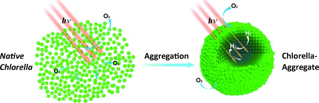 Silicification-Induced Cell Aggregation for the Sustainable Production of H2 under Aerobic Conditions